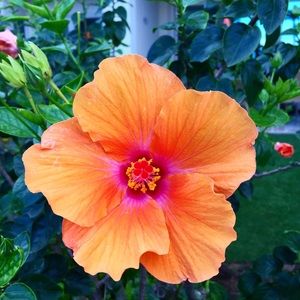 Meet your Posher, Kyra